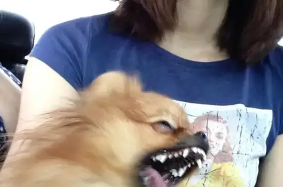 Салон красоты для собак Модный Пёсик в Западном округе