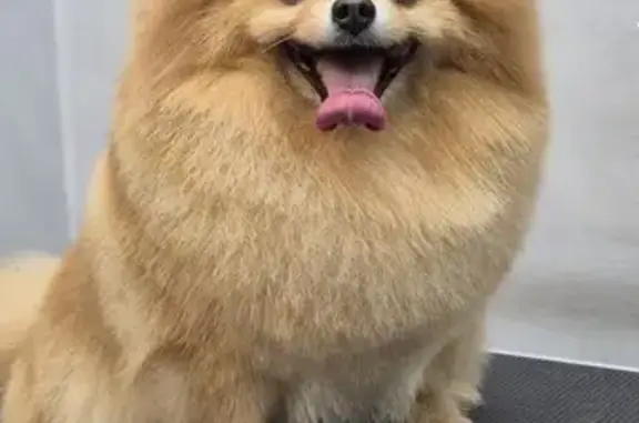 Груминг-салон Molly`s groom