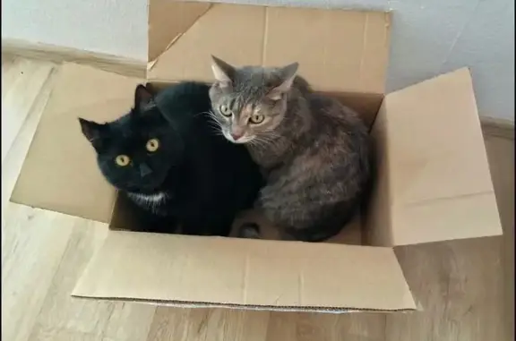 Vethouse, ветеринарный кабинет