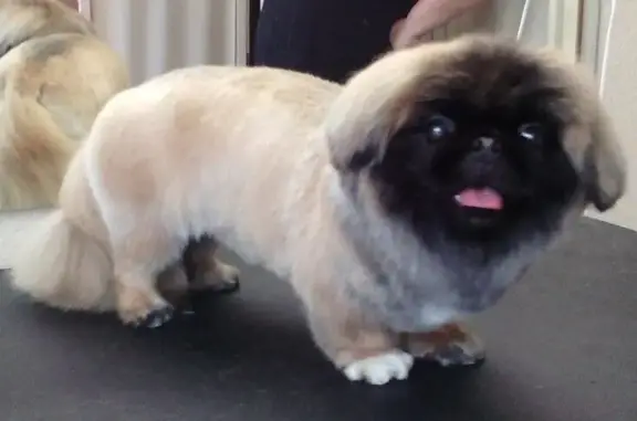 Зоосалон Пушистый гном на метро Фрунзенская