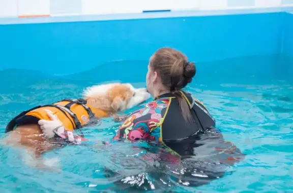 Клуб для собак Class & Fit