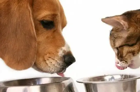 Зообутик Формула успеха