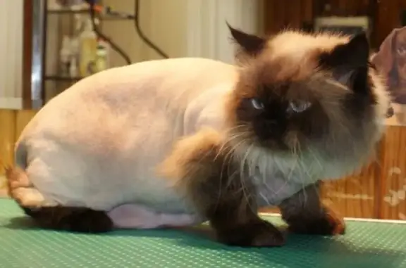 Зоосалон Вест-Йорк в Бескудниковском переулке