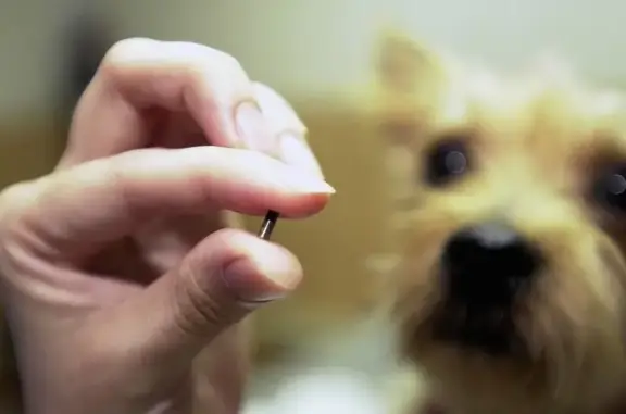 Ветеринарный центр Амикус Вет на Комсомольском проспекте в Люберцах