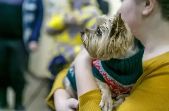 Артемида, ветеринарная клиника