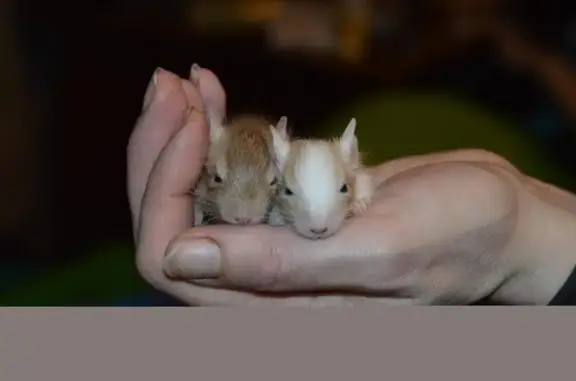 Центр ветеринарной помощи