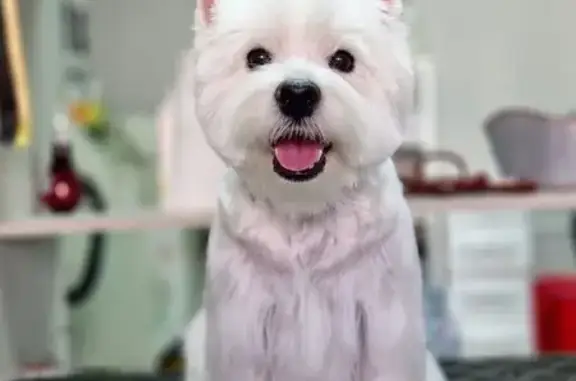 Студия груминга GroomMe