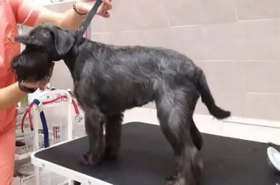 Джулия, ветеринарная клиника