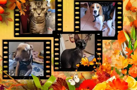 Зоогостиница Усатый Рай