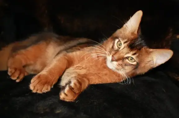 Клуб кошек Матильда на улице 17-я Северная