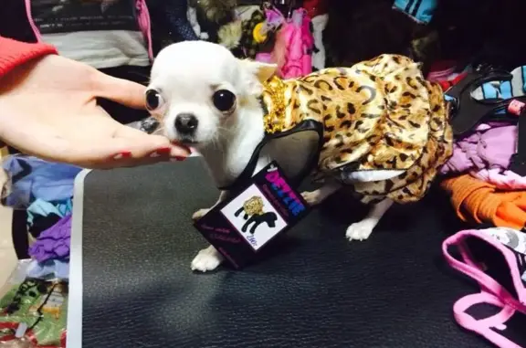 Зоомаркет Кошки-Мышки