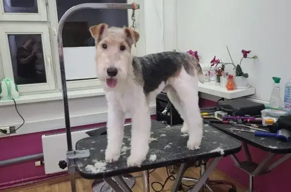 Зоопарикмахерская Beauty Dog на метро Ховрино