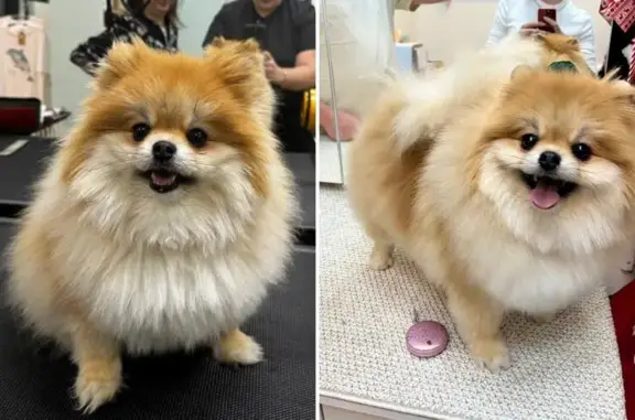 Студия груминга Вуки на метро Бунинская аллея