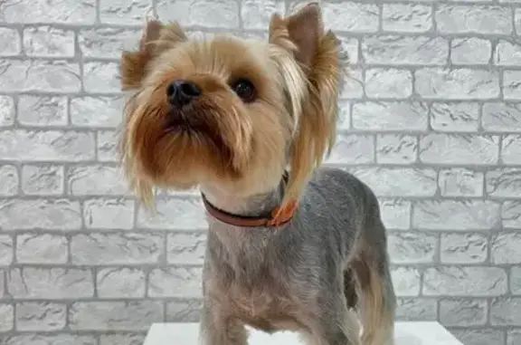 Салон груминга Алексгрум