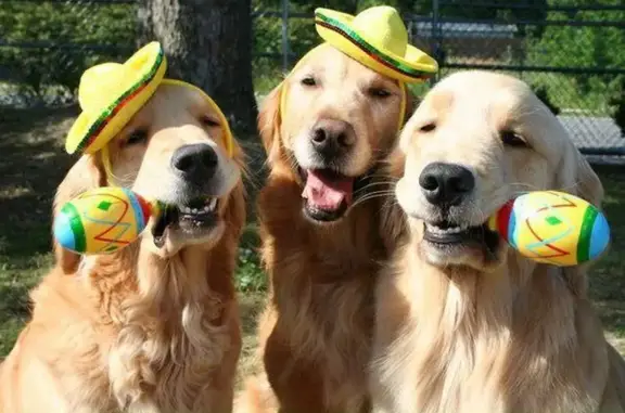 Дрессировка собак любых пород Собака в кайф