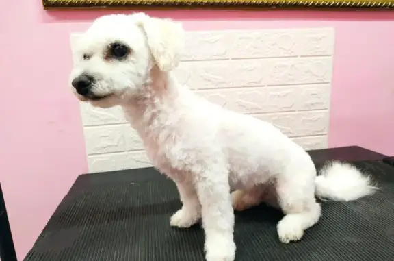 Груминг-салон Собачье дело на улице Томилова, 11а в Копейске