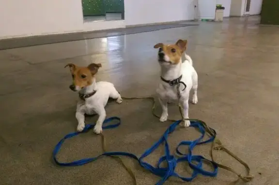 Межрегиональная общественная организация Федерация военного собаководства на Косой линии