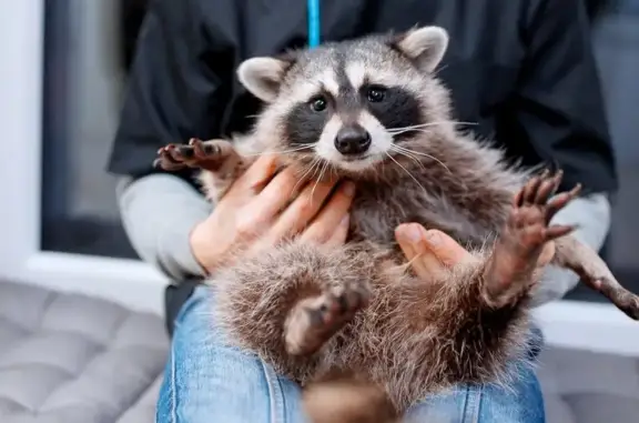 Ветеринарная клиника доктора Кротова