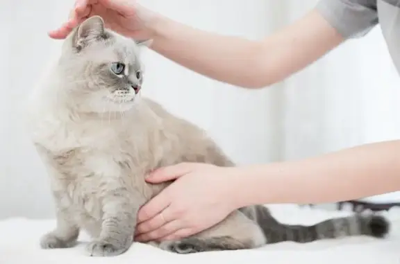 Веста, ветеринарная клиника