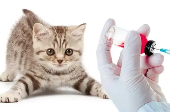 Вместе с верным другом, многопрофильный ветеринарный центр