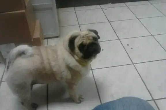 Олма, ветеринарная клиника