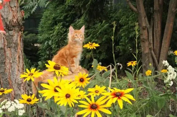 Питомник мейн-кунов Большой Каприз