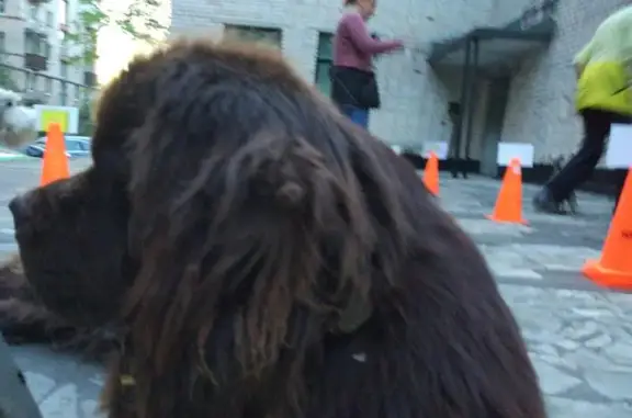 Клуб по дрессировке Каштанка добрый пёс