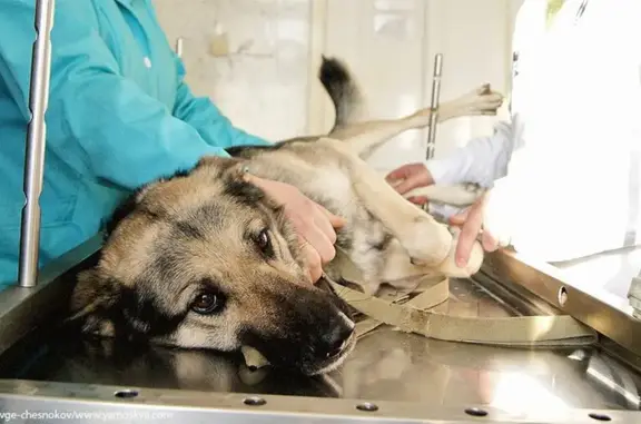 Ветеринарная клиника Ветеринарная клиника в Видном