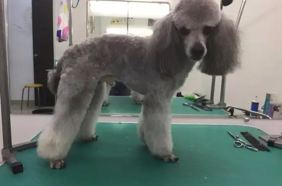 Зоостудия Хвостик