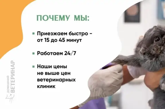 Ветеринарная служба Домашний ветеринар на улице Ленсовета, 34 к 3