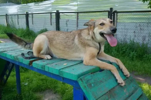 Центр кризисной передержки животных Ковчег