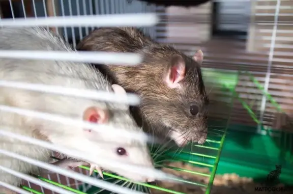 Гостиница для кошек Матроскино