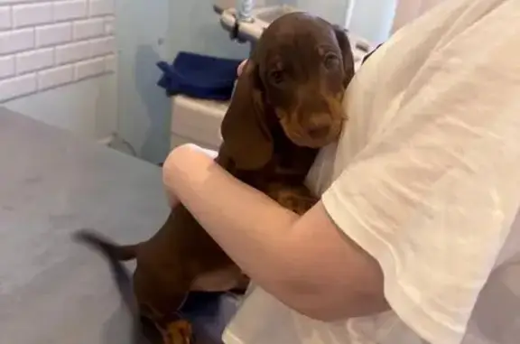 Здоровые лапки, ветеринарная клиника