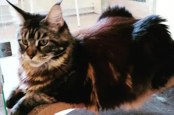 Гостиница для кошек Cot Chips на Осенней улице