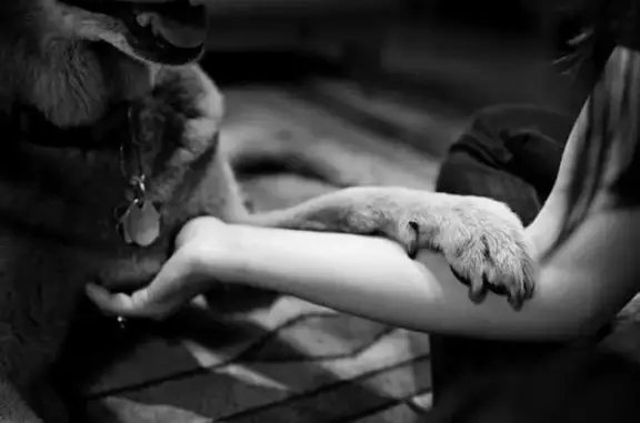 ВетСервисВрн, служба ритуальных услуг для животных