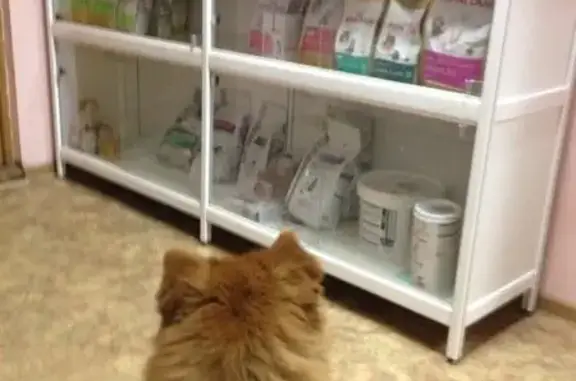 Ветеринарная помощь, клиника