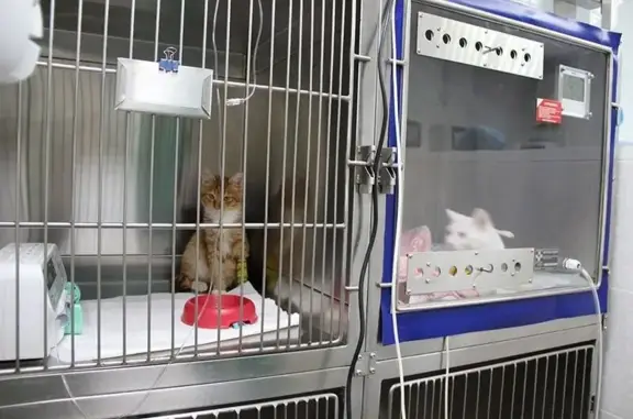 Вет Глобал, сеть ветклиник