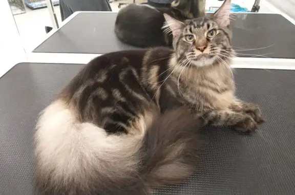 Зоосалон ГавВанна