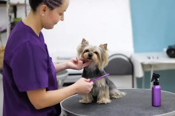 Зоостудия 101 Хвост