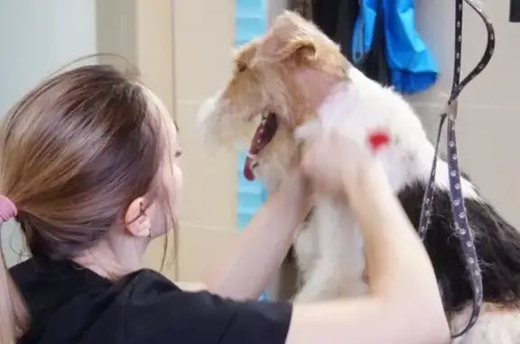 Центр по уходу за домашними животными Trio dogcenter в Дзержинском районе