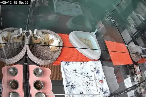 Усатые Гости