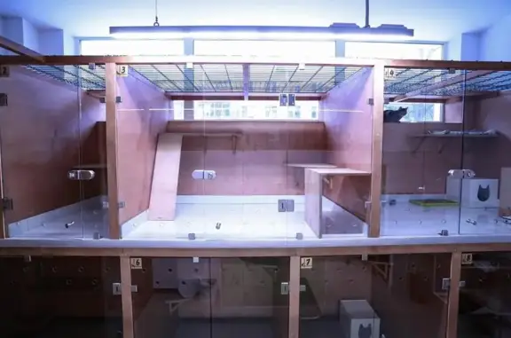 Ветлэнд, ветеринарная клиника