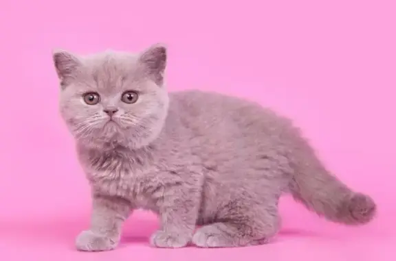 Ветмир, ветеринарная клиника лечения и реабилитации животных