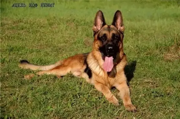 Собаководческий центр Квит Оунли`с