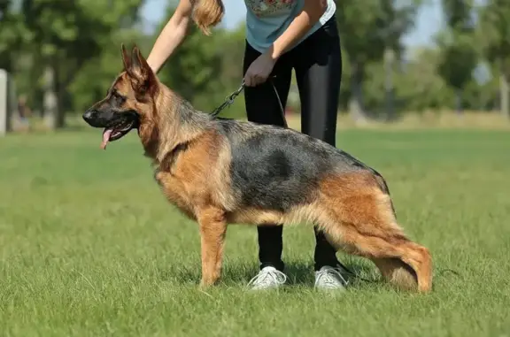 Частный питомник собак Карвидеан на Архангельской улице, 80 в Энгельсе