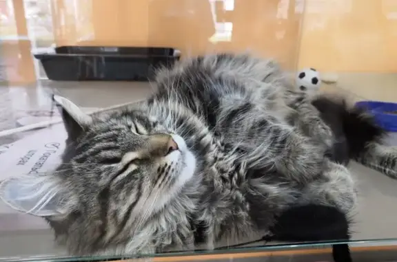 Зоогостиница для животных Cat