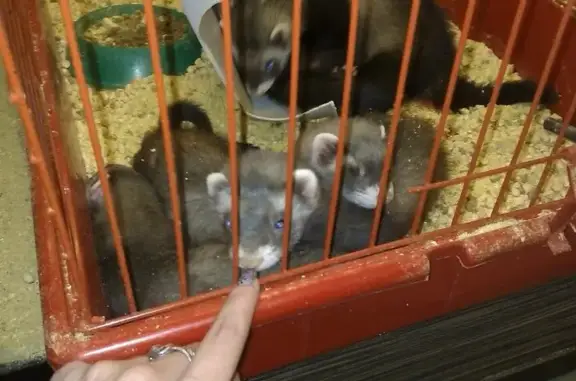 Зоомагазин ZooCity