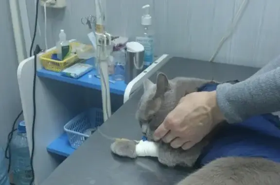 Ветеринарный кабинет