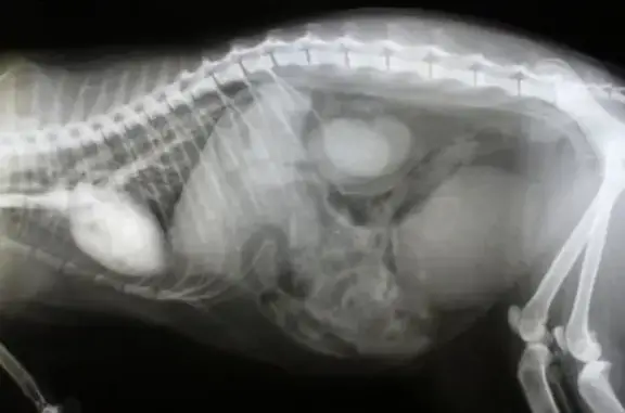 Кошкин дом, ветеринарная клиника