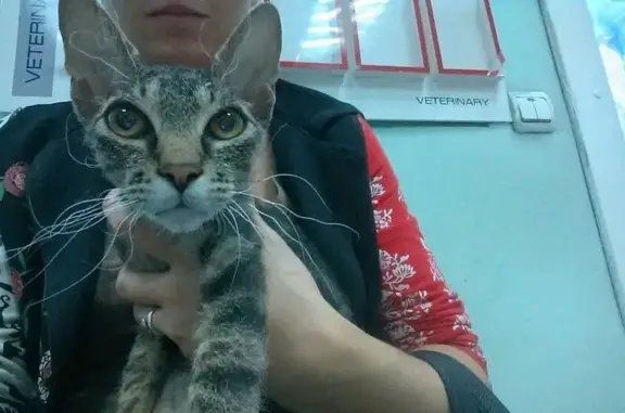 ЭлитВет, ветеринарный центр